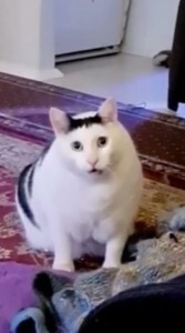    ,... , ,   