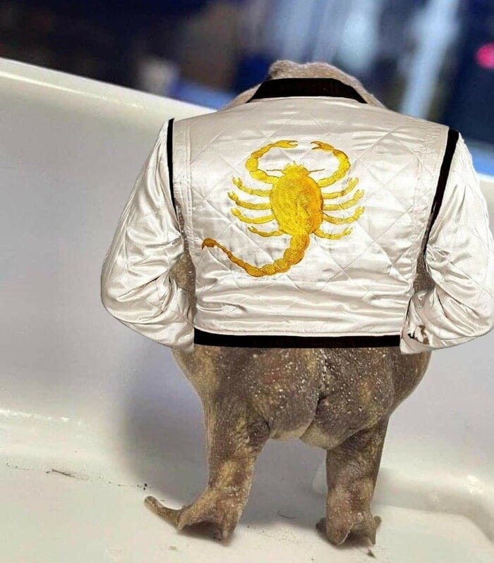        It Is Wednesday My Dudes, , , 