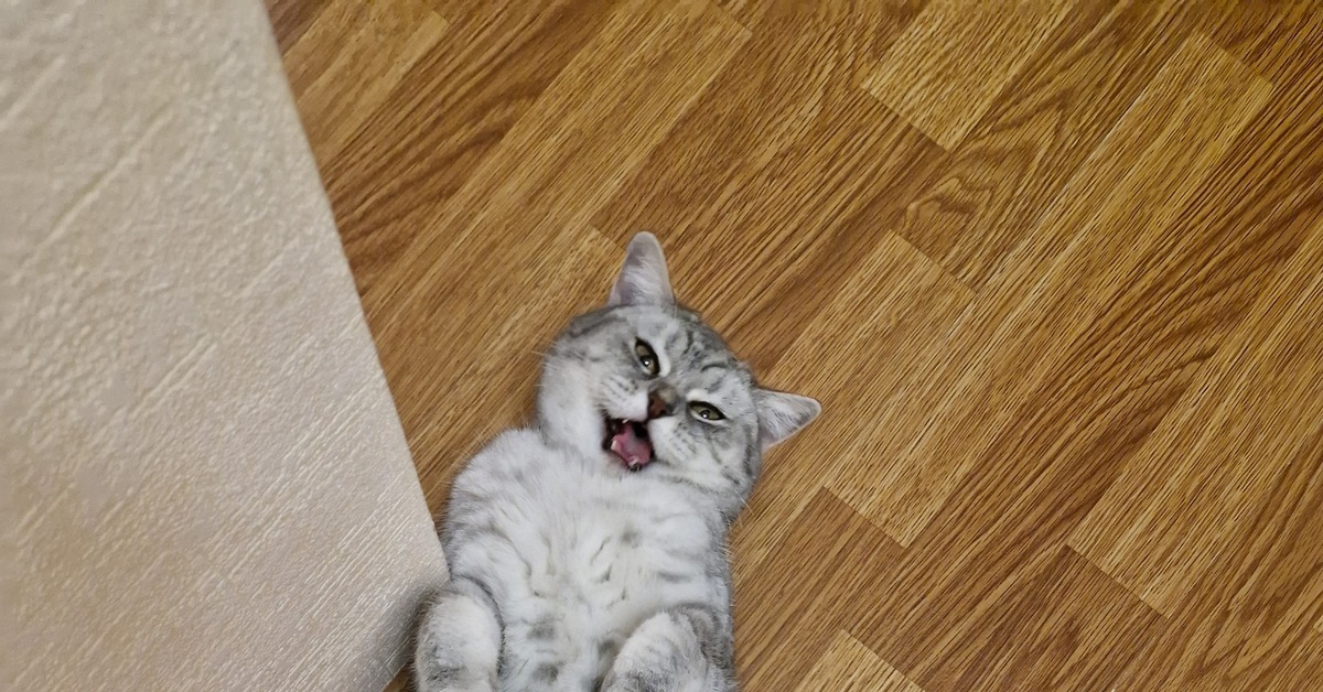 Просто кыся | Пикабу