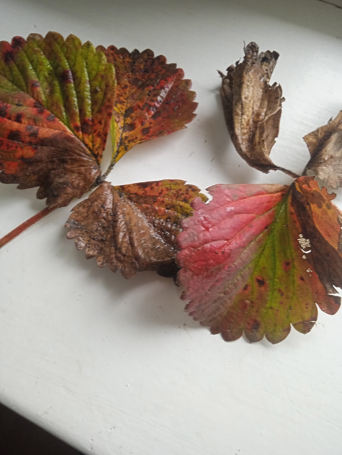 Подскажите, пожалуйста, что происходит с кустами. Раньше такого не было