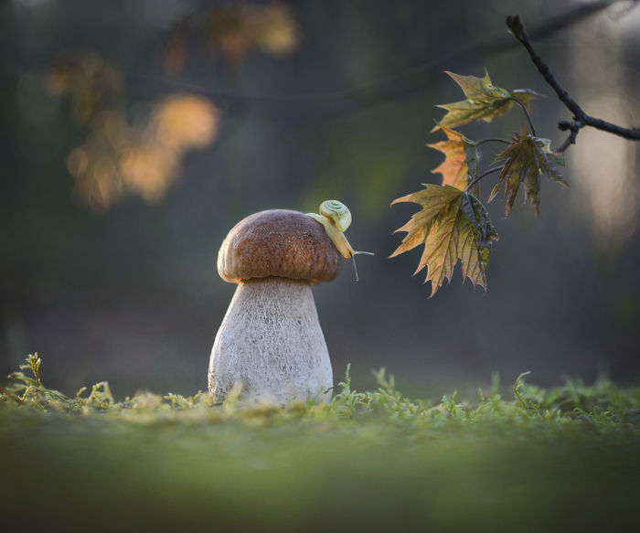 Чудесный снимок!