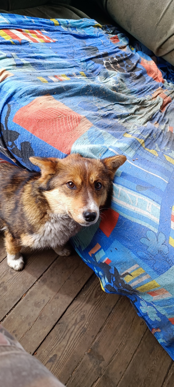 Вот и Буся | Пикабу