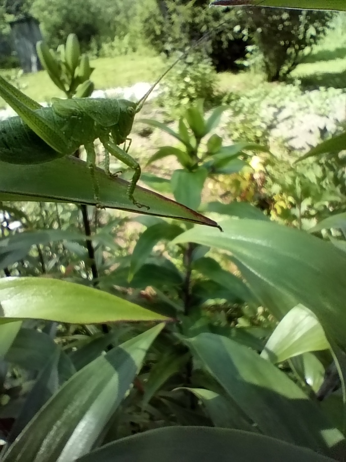 Череповецкий кузнечик ) | Пикабу