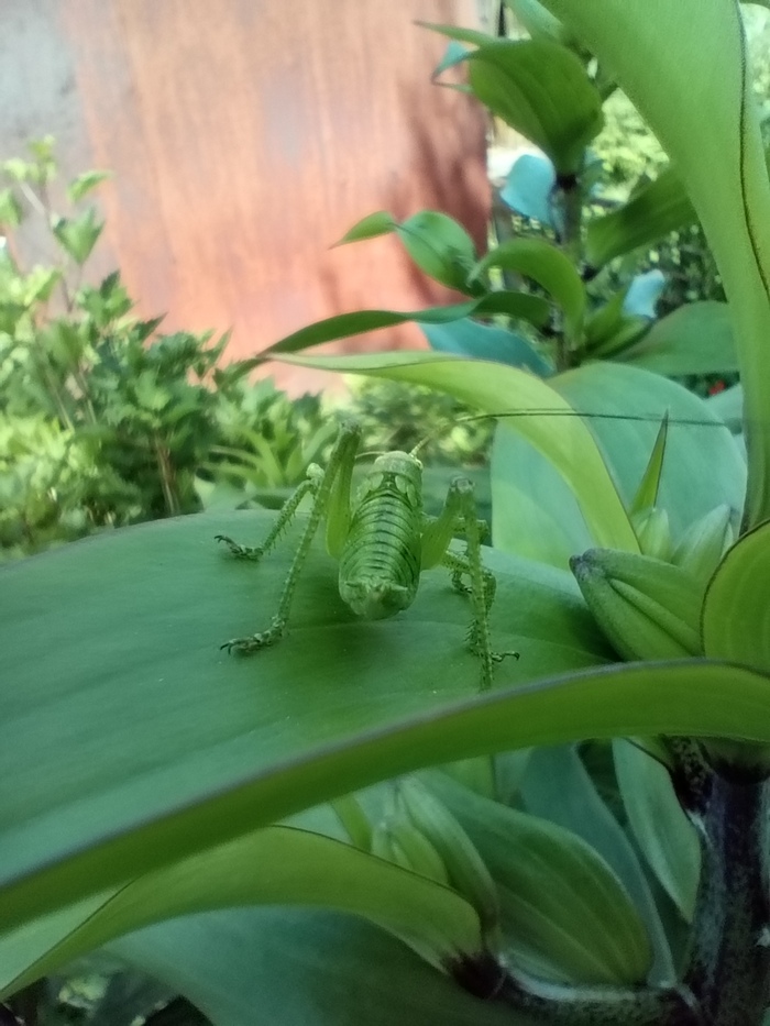 Череповецкий кузнечик ) | Пикабу