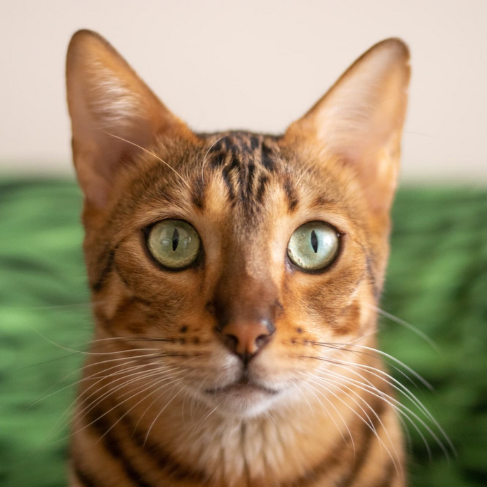 Была нужна фотка кота для его котодокументов Фотография, Кот, Бенгальская кошка, Фото на документы, Домашние животные, Кошатники