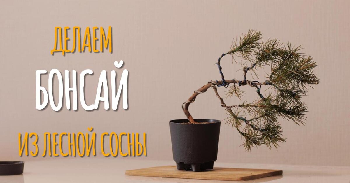 Как сделать бонсай своими руками