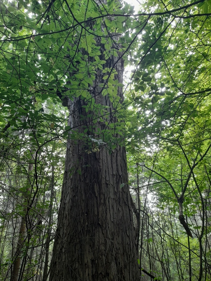 Зачем в тополь вбивали гвозди? | Пикабу