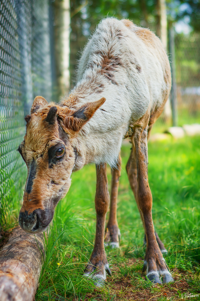 �������� �����