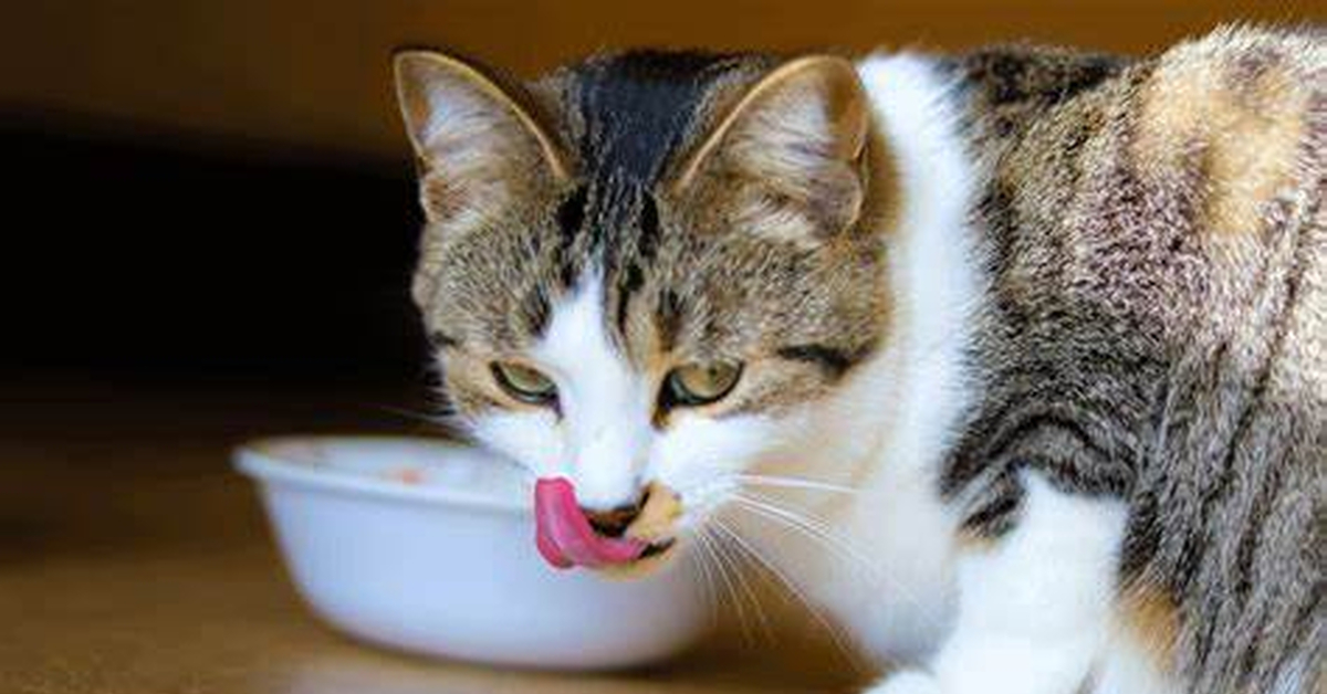 Кошки: Сухой корм vs обычное кормление | Пикабу