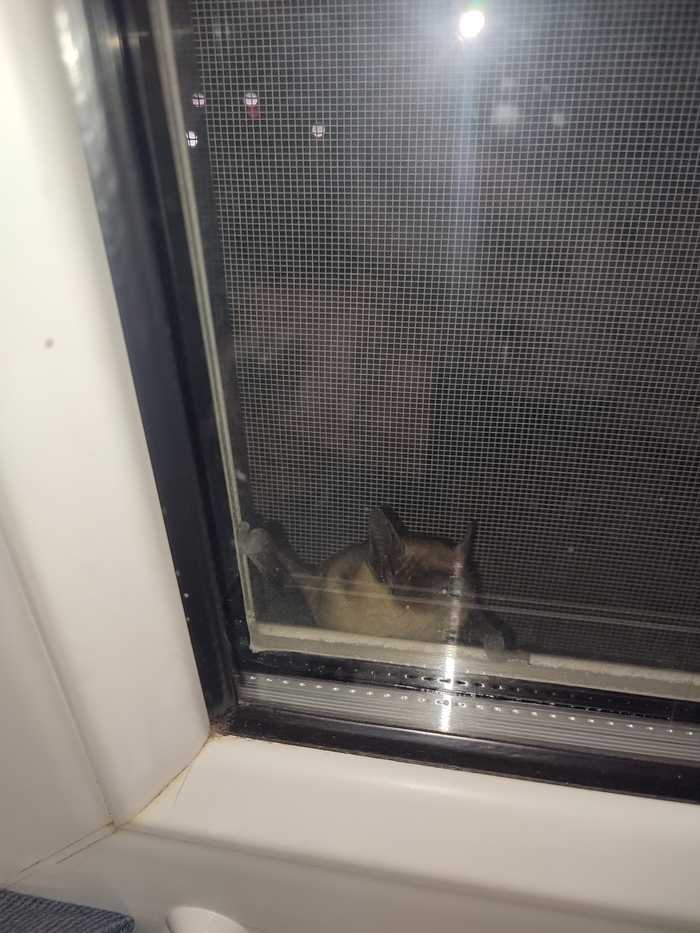 Новый жилец