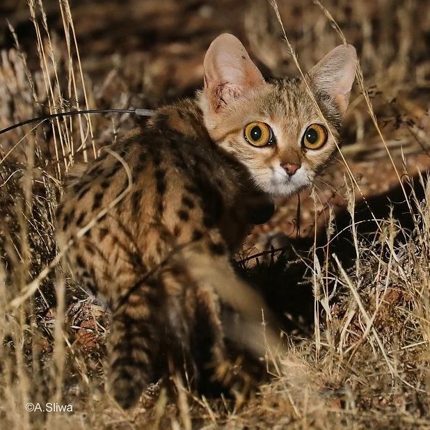 Широко раскрытые от удивления глаза