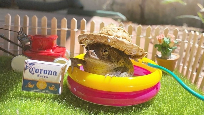  It Is Wednesday My Dudes, , , , Toby toad