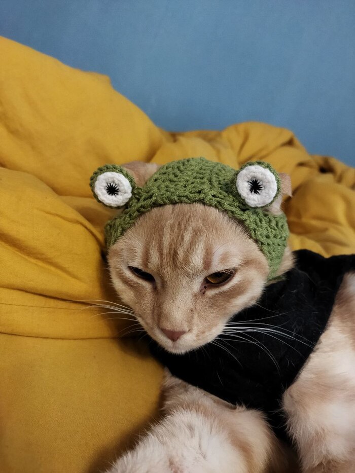  ,     ? , It Is Wednesday My Dudes, ,  , 