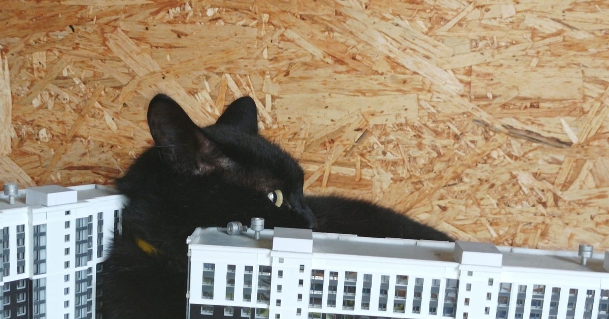 Котзилла | Пикабу