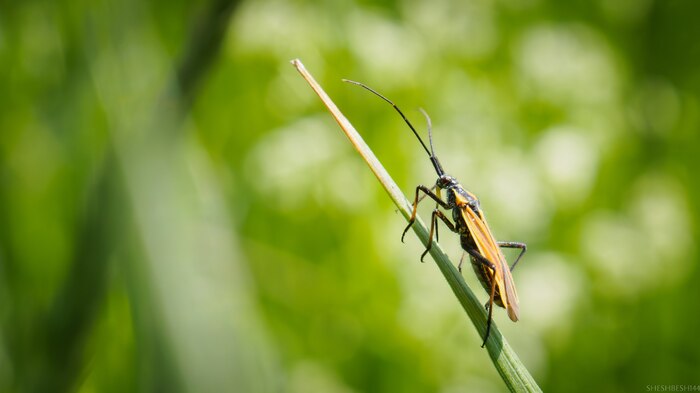 Leptopterna dolabrata , , , 