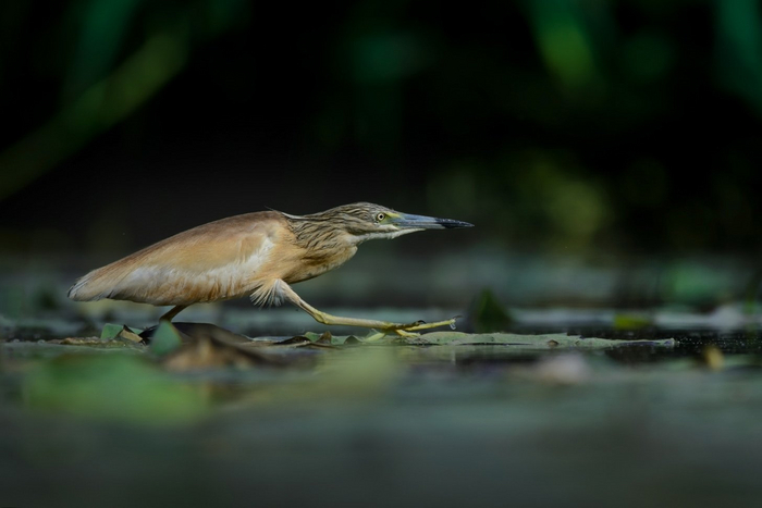 ������� ��������