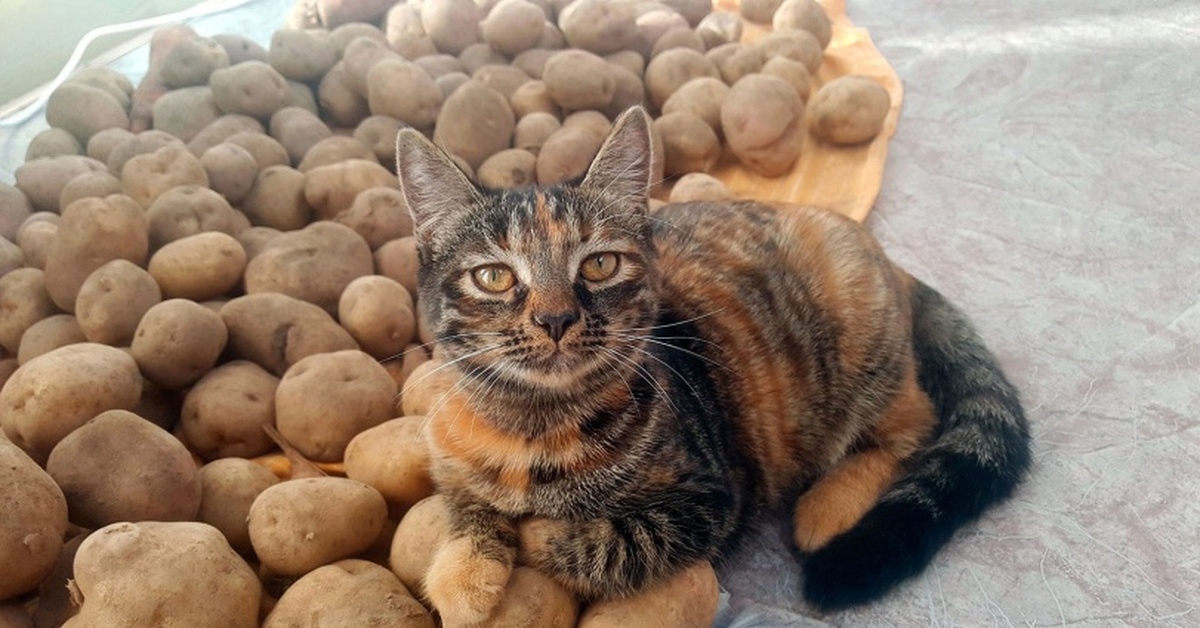 Котам можно картошку. Котокартошка. Белорусский кот. Картофельный кот. Котенок картошка.