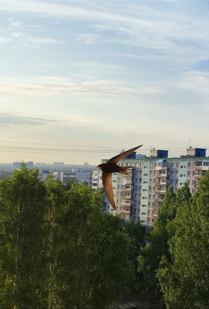 Стрижи за моим окном Стриж, Рассвет, Полет, Птицы, Мобильная фотография, Длиннопост