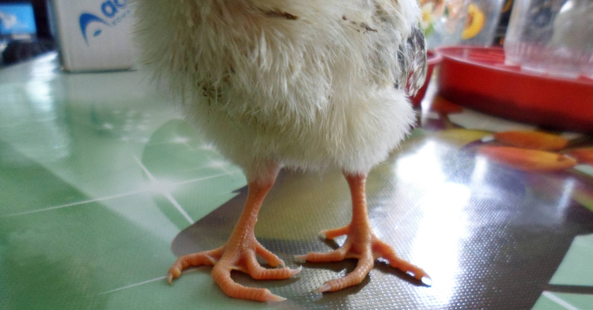 Почему цыплята падают на ноги. Искривление лап у цыплят.