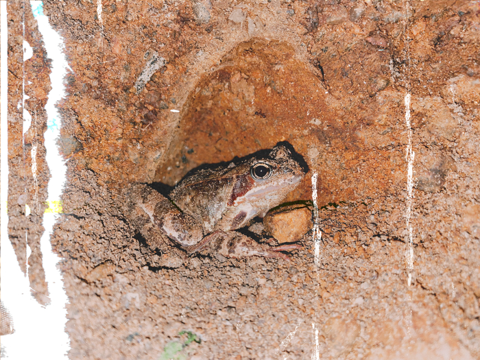 Лягушка с личным камешком)