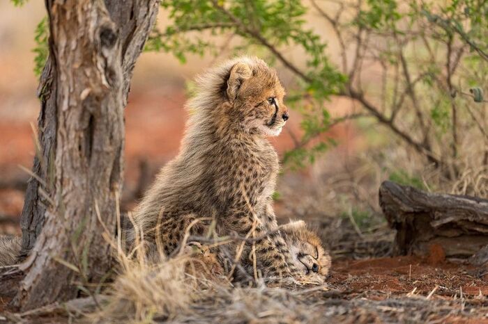 Где же мама?