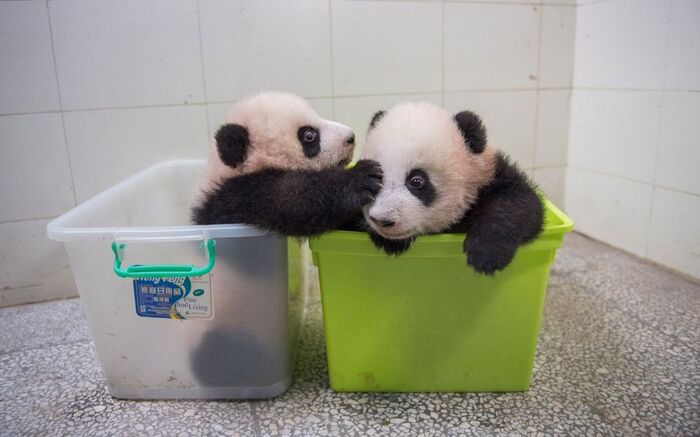 Детёныши-близнецы большой панды