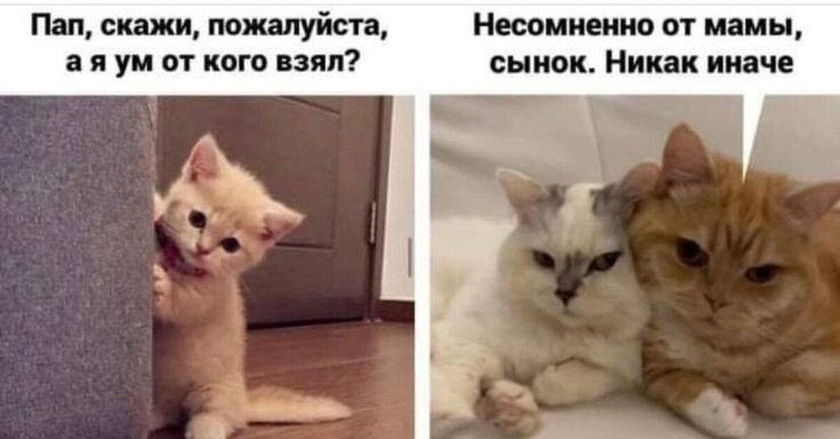 Картинки с котиками и текстом