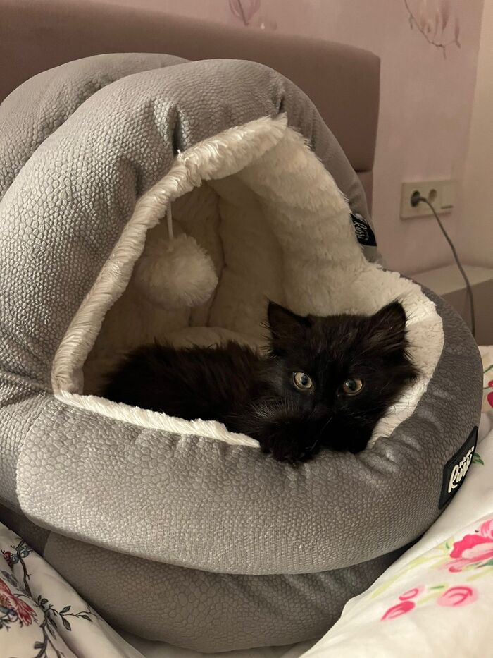 Котёнок в поисках дома