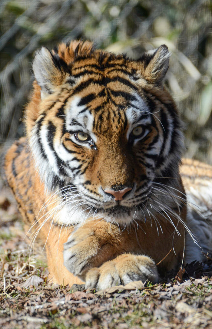 Ну рассказывай, зачем пришёл?