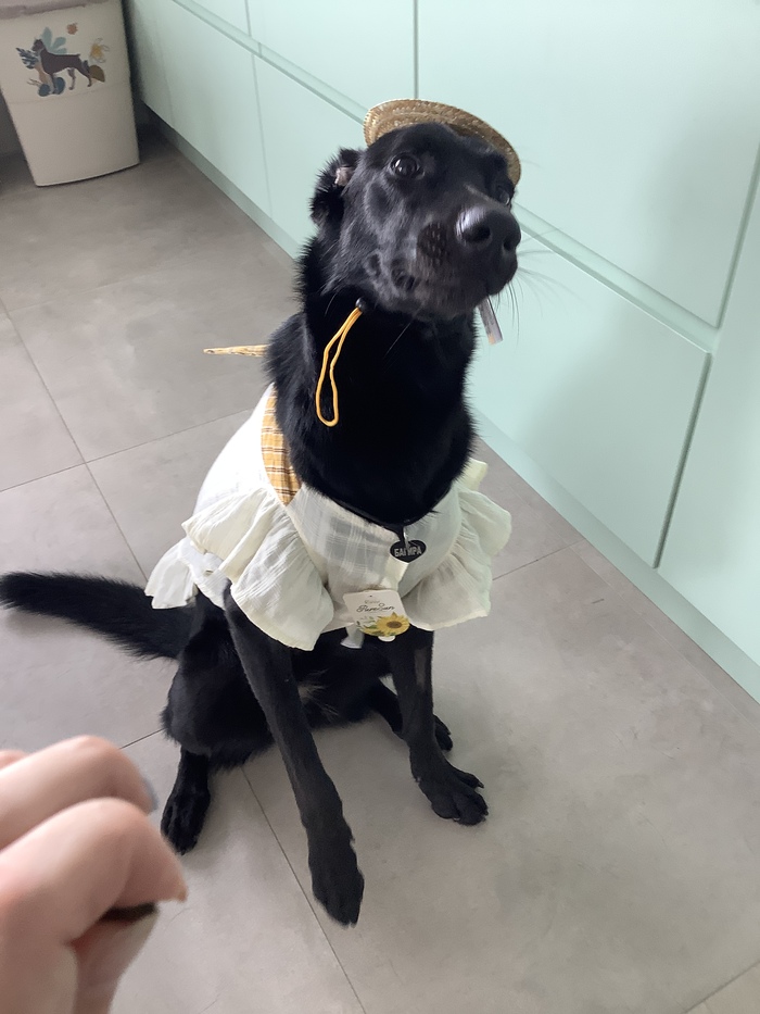 Мемная Бага