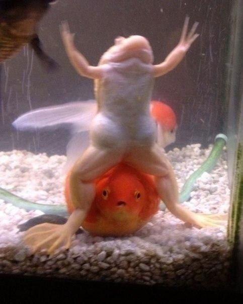  ! , , It Is Wednesday My Dudes, , 