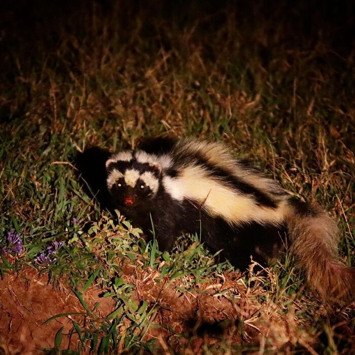 Африканский хорёк