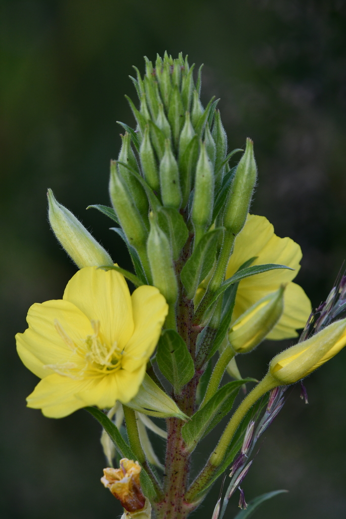 Прогулки по лесу. Начало июля | Пикабу
