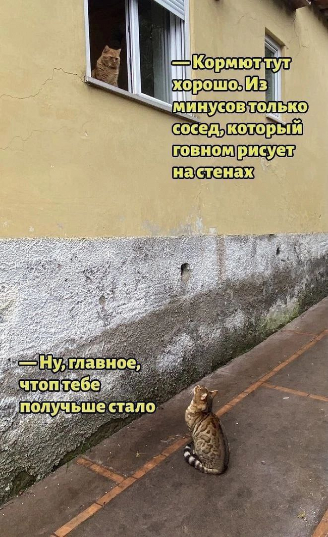 Держись, котек | Пикабу