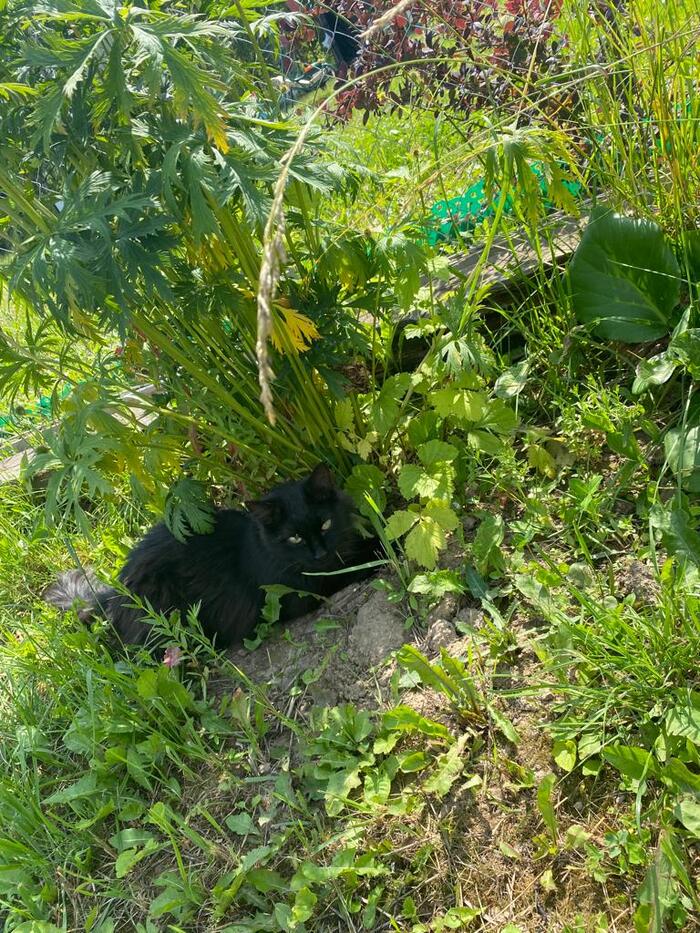 Приют кошек нуждается в корме | Пикабу