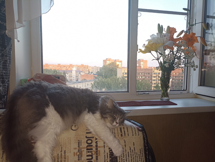 Идеальное, против вандальное, средство от котов | Пикабу