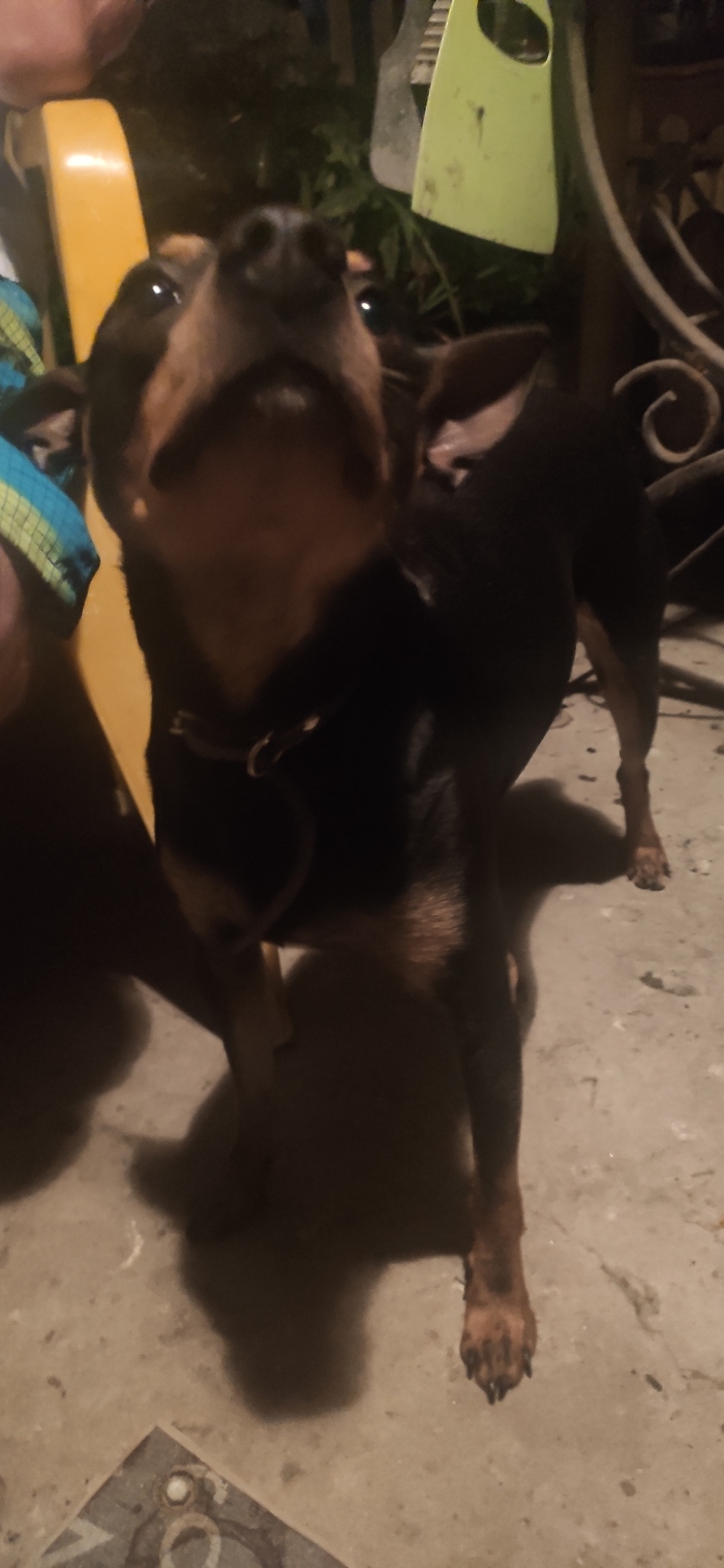 Найден пес карликовый пинчер | Пикабу