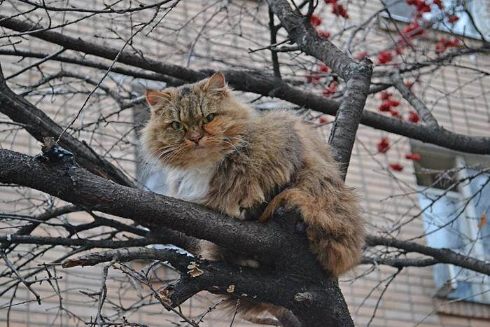 �� ������, �����