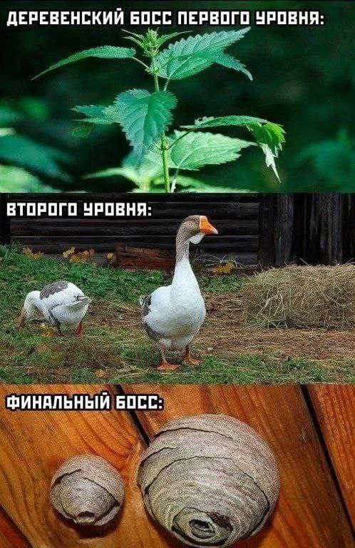 Рейд на Дачу | Пикабу