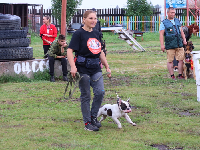 Дрессировка собак в Омске - ОЦССС | Пикабу