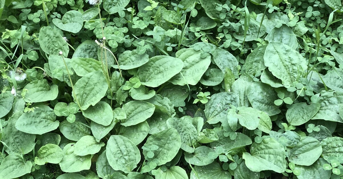 Ищу книгу. Перевод с итальянского | Пикабу