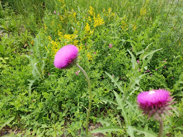 Как прекрасна жизнь!!! Отпуск в деревне