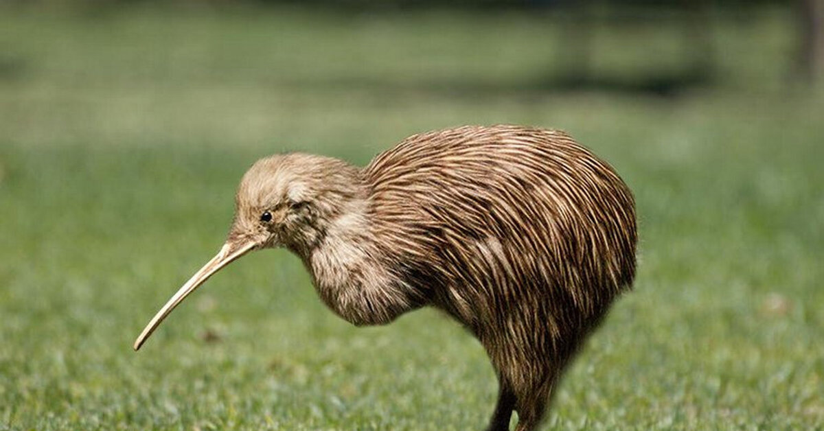 Крылья океании. Птица киви в новой Зеландии. Птица киви символ новой Зеландии. Нелетающие птицы киви. Австралийская птица киви.