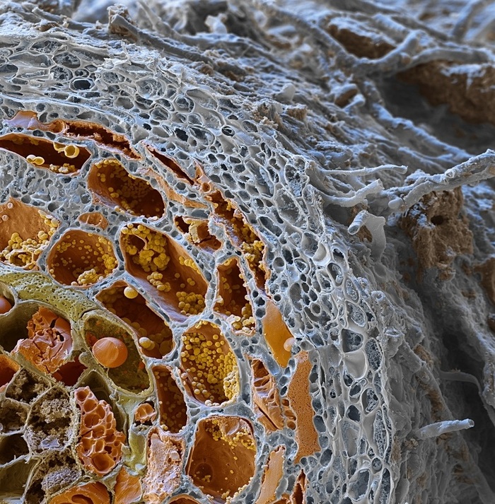 Микориза под микроскопом | Пикабу