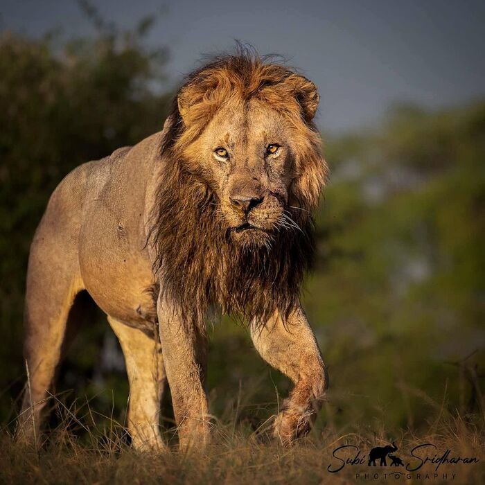 Царский выход