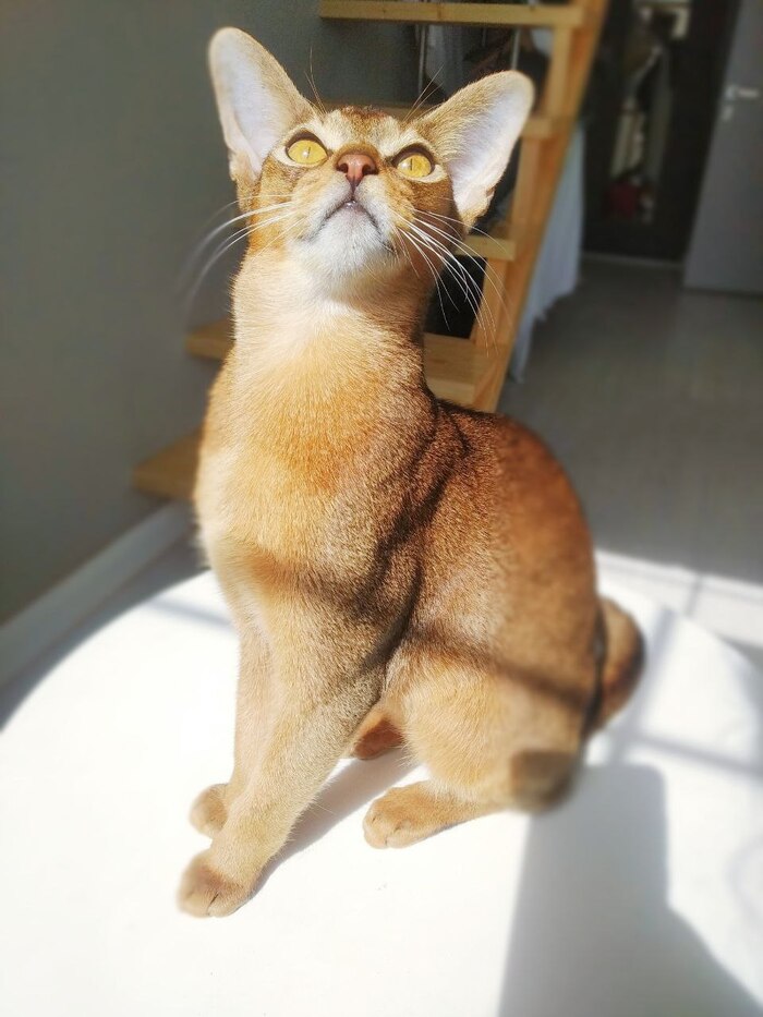 Бравый кот Тзинч (17)