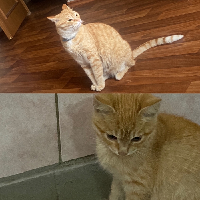 Кот