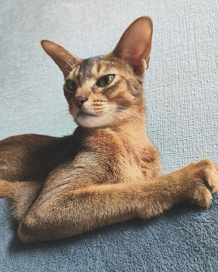 Бравый кот Тзинч (18)