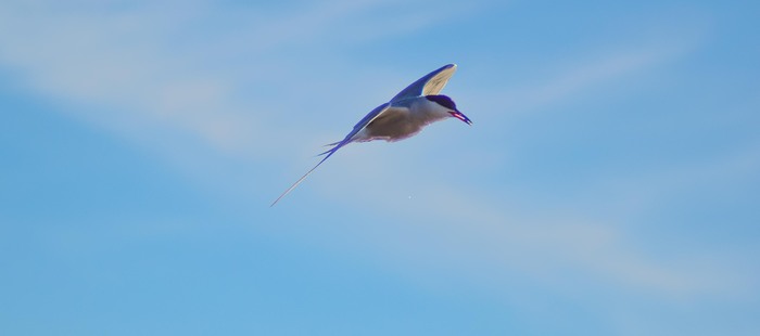  ! , , , , , , 