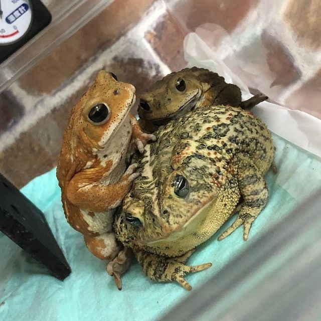    It Is Wednesday My Dudes, , , 